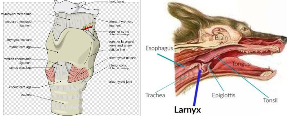 dog's trachea and larynx